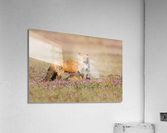 Red Fox with Kits Acrylic Print
