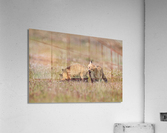 Red Fox Kits Acrylic Print
