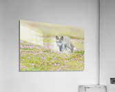 Red Fox Kit Acrylic Print