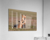 Red Fox with Kit Acrylic Print