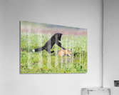 Red Fox Kits Acrylic Print