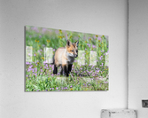 Red Fox Kit Acrylic Print