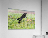 Red Fox Kits Acrylic Print