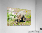 Red Fox Kit Acrylic Print