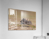 Red Fox with Kit Acrylic Print