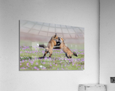 Red Fox Kits Acrylic Print