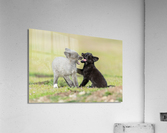 Red Fox Kits Acrylic Print