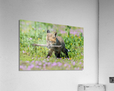 Red Fox Kit Acrylic Print
