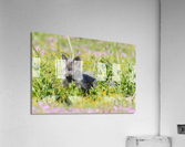 Red Fox Kit Acrylic Print