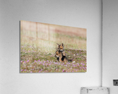 Red Fox Kits Acrylic Print