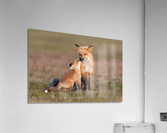 Red Fox with Kit Acrylic Print