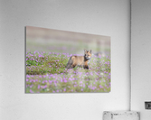 Red Fox Kit Acrylic Print