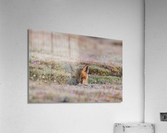 Red Fox Kit Impression acrylique