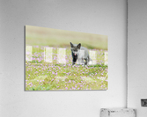 Red Fox Kit Acrylic Print