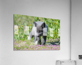 Red Fox Kit Acrylic Print