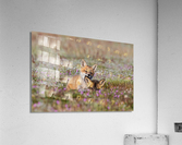 Red Fox Kits Acrylic Print