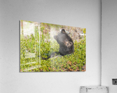 Black Bear Cub Acrylic Print