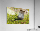 Black Bear Cub Acrylic Print