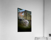 Mountain Goat Acrylic Print