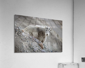 Mountain Goat Kid Acrylic Print