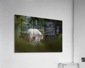Mountain Goat Acrylic Print