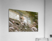 Mountain Goats Acrylic Print