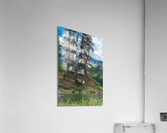 Bull Moose Acrylic Print