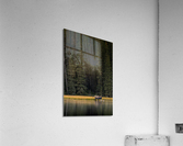 Bull Moose Acrylic Print