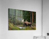 Bull Moose Acrylic Print