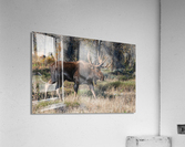 Bull Moose Acrylic Print