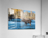 Bull Moose Acrylic Print