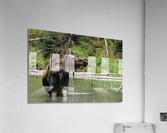 Cow Moose Acrylic Print