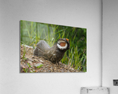 Male Sooty Grouse Acrylic Print