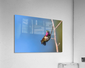 Male Calliope Hummingbird Acrylic Print