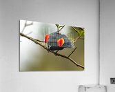 Male Red-Winged Blackbird Acrylic Print