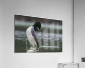 Common Loon Acrylic Print