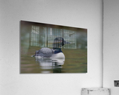 Common Loon Acrylic Print