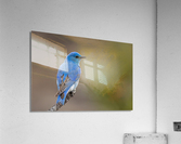 Male Mountain Bluebird Acrylic Print