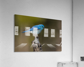Male Mountain Bluebird Acrylic Print