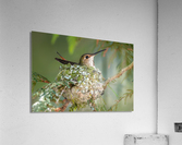 Female Rufous Hummingbird Acrylic Print