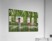 Ruddy Ducks Acrylic Print