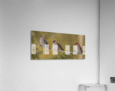 Bohemian Waxwings Acrylic Print