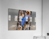 Western Bluebirds Acrylic Print