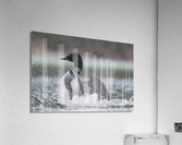 Common Loon Acrylic Print