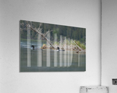 Common Loons Acrylic Print