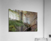 Male Spruce Grouse Acrylic Print