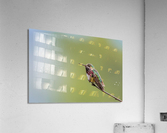 Male Calliope Hummingbird Acrylic Print