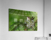 Female Rufous Hummingbird Acrylic Print