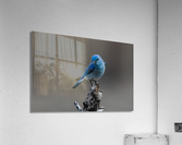 Male Mountain Bluebird Acrylic Print