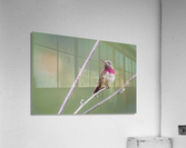 Male Calliope Hummingbird Acrylic Print